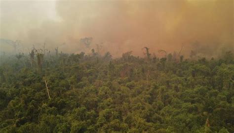 Incendios Forestales En Santa Cruz Bolivia Preocupación Por Afectación De La Calidad Del