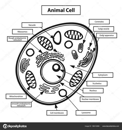 Desenho Celula Animal E Vegetal - REVOEDUCA