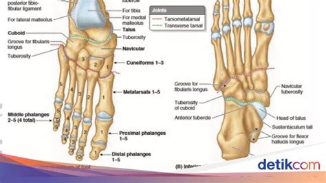 Fungsi Tulang Jari Kaki Berdasarkan Struktur Bagiannya