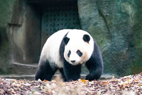 Sichuan Pandas & Bees Conservation | WildChina Education