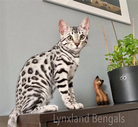 Silver bengal cat genetic – Artofit