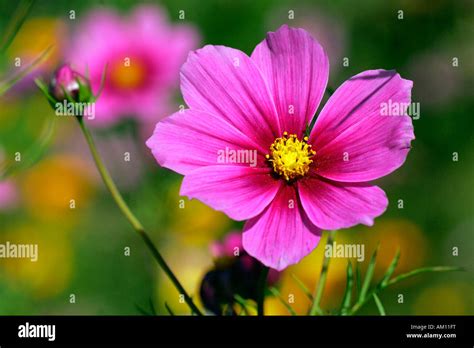 Flowering Mexican Aster Garden Cosmos Cosmos Bipinnatus Stock Photo