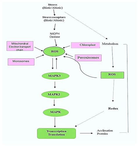 Antioxidants Free Full Text Reactive Oxygen Species In Plants From