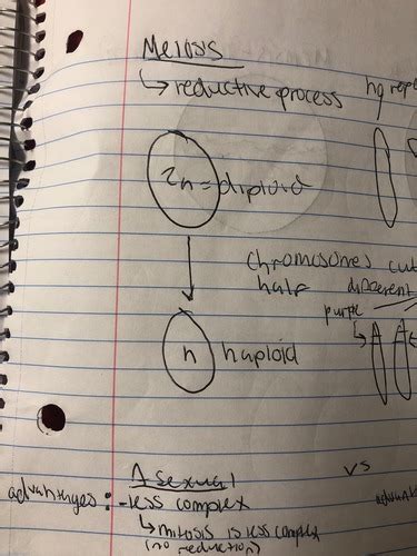 Chapter 13 Meiosis Flashcards Quizlet