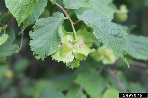 American Hazelnut Corylus Americana