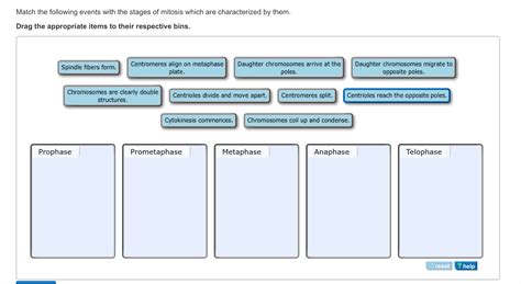 Solved Match The Following Events With The Stages Of Mitosis Chegg