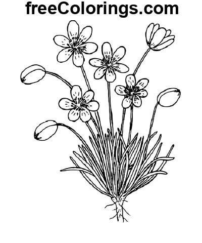 Tegning Line Art Buttercup Flower Gratis Utskrivbare Fargeleggingssider