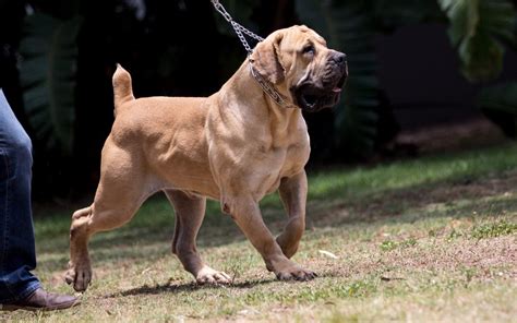 Boerboel - Temperament, Lifespan, Shedding, Puppy