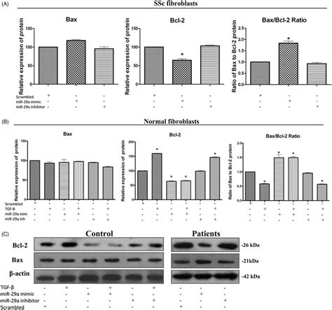 Expression Of Bcl 2 And Bax Proteins After Over Expression And Download Scientific Diagram