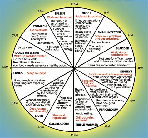 Horary Cycles And Bi Hourly Clock Elemental Changes Oriental Medical Arts