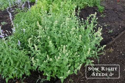 How To Grow Catnip Plants From Seed To Make Your Cat Happy Sow Right Seeds