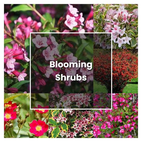 How to Grow Blooming Shrubs - Plant Care & Tips | NorwichGardener