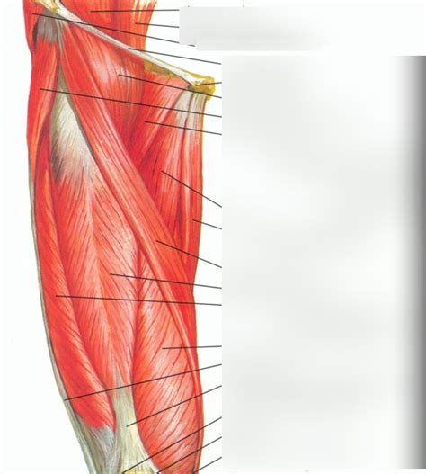 Anterior Thigh Muscles Diagram Quizlet