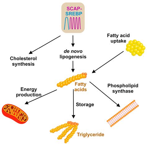 Ijms Free Full Text The Role Of Scap Srebp As Central Regulators Of