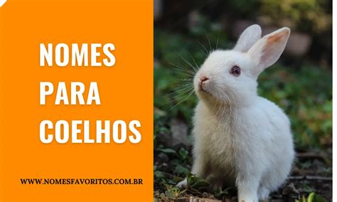 Nomes De Coelhos Para Seu Ador Vel Coelho