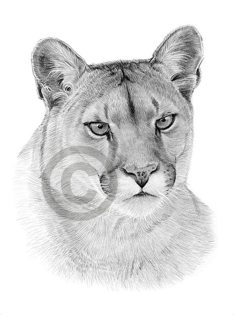 Descarga Digital Dibujo A L Piz De Un Puma Ilustraciones Del Artista