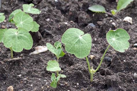 How To Plant And Grow Nasturtium Flowers Gardener’s Path