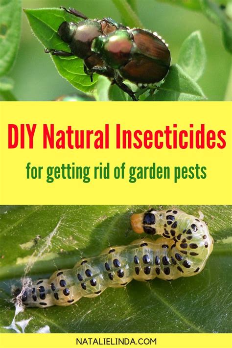 Two Pictures With The Words Diy Natural Insecticides For Getting Rid Of