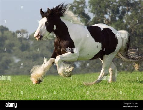 Gypsy Vanner Horse stallion Stock Photo - Alamy