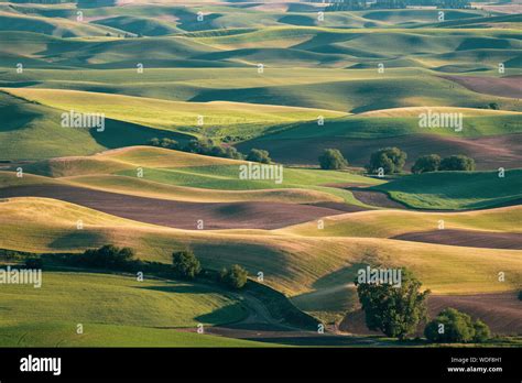 Aerial Overhead View Of The Palouse From Steptoe Butte Showing