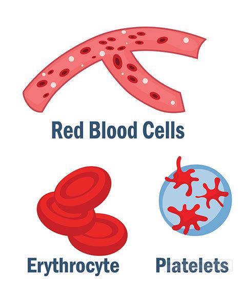 Anatomy Clipart-red blood cells eruthorcyte platelets clip art