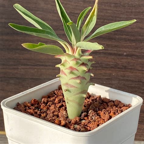 Euphorbia Longituberculosa粒藻大戟實生大戟棒槌塊根夾竹桃龍舌蘭多肉植物kandg 蝦皮購物