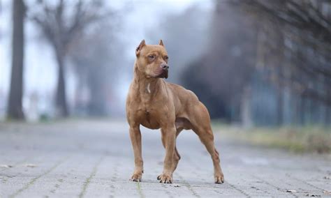 See 'Hulk' — The Biggest Pit Bull Ever Recorded - A-Z Animals