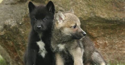 wolf lifespan  long  wolves    animals