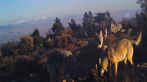 Kurtlar Parampar A Etti Fotokapana Yakaland Lar G Ndem Haberleri