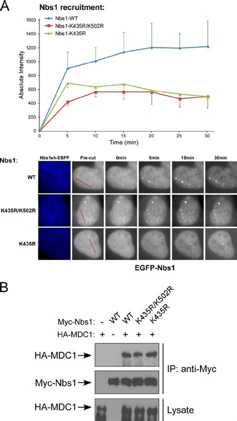 Rnf Mediated Ubiquitination Of Nbs Is Important For Efficient