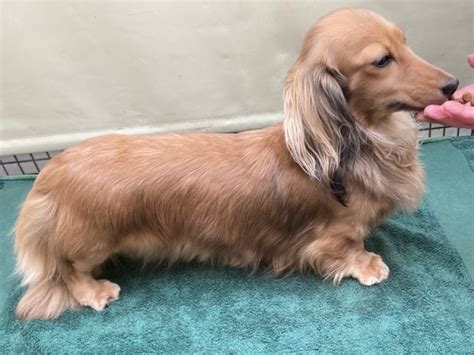 The Dachshund Breed