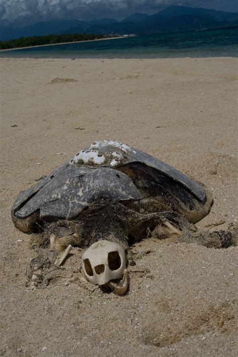 Turtle Dead Turtle On Snake Island Near Palawan Simon S Flickr