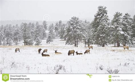 Herd of Elk in a Mountain Meadow in Winter Stock Image - Image of cold ...