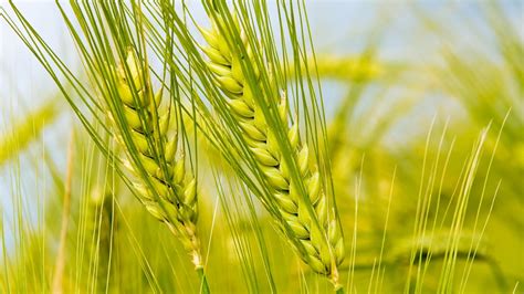 Wallpaper Sky Field Macro Green Rye Barley Agriculture Crop