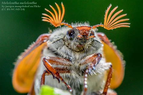 Entomodaily On Twitter Rt Entomodaily Ma Ana Es Sanjuan Lo Que