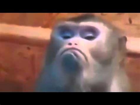 Angry Monkey Face