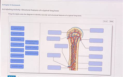 Solved Structural Features Of A Typical Long Bone Chegg