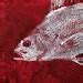 Original Perch GYOTAKU Fish Rubbing Art On Deep Rich Red Cloth Lake