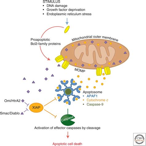 Cell Death Signaling