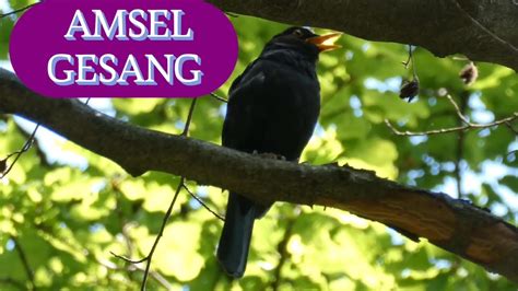 Amsel Gesang Waldgeräusche mit Vögel zur Entspannung Vögel singen