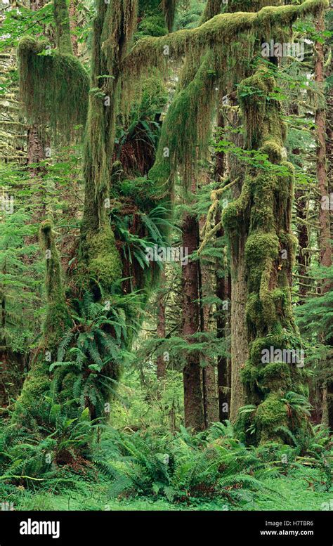 Temperate Rainforest With Moss Covered Trees And Ferns Queets River