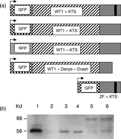 Different Isoforms Of The Wilms Tumour Protein Wt1 Have Distinct