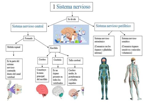 Resúmenes de Sistema nervioso central Descarga apuntes de Sistema