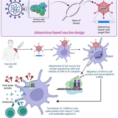 Mechanism of Adenovirus vector-based vaccine for COVID-19. (Created ...