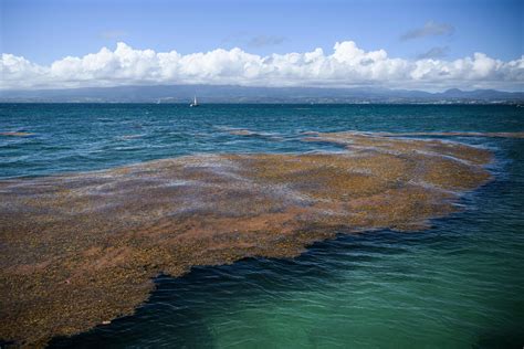 Giant Seaweed Blob With Rotten Eggs Smell Could Cover Florida S