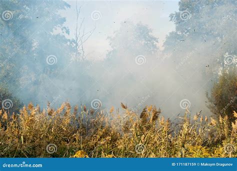 Peatland fires in summer stock image. Image of peatfire - 171187159