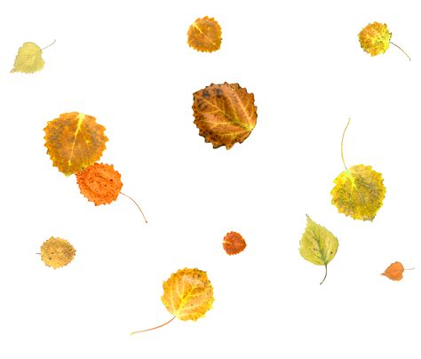 Bright And Colorful Falling Autumn Leaves 36468701 Png