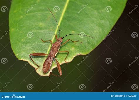 Image Of Groundnut Bug Acanthocoris Sordidus Coreidae On Green Leaves