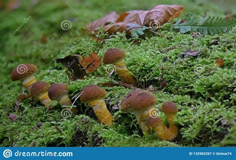 Autumn Scene With Group Of Mushrooms Stock Image Image Of Gang Scene