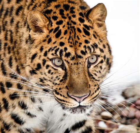 Leopard Close Up Photograph by Athena Mckinzie - Pixels